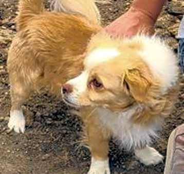 Photo of Spanky
