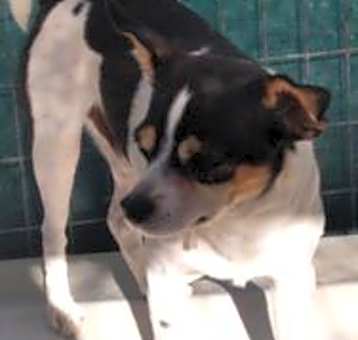 Photo of Spot