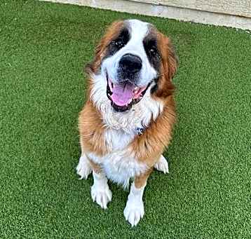 Photo of Samson