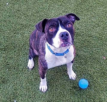 Photo of Watson