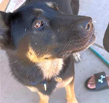 Photo of Tyson