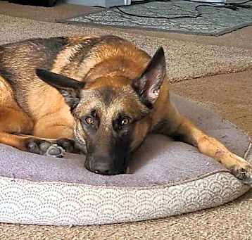 Photo of Trooper - Located in Texas
