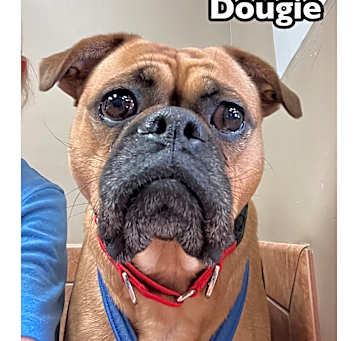 Photo of Dougie