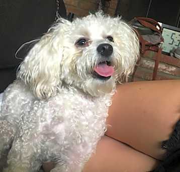 Photo of Dexter