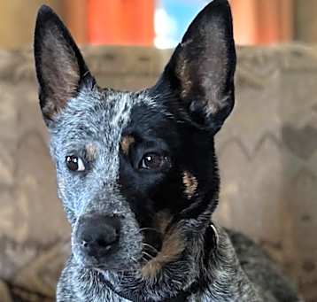 Photo of Bella