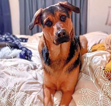 Photo of Hickory