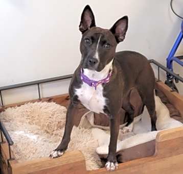 Photo of Stella
