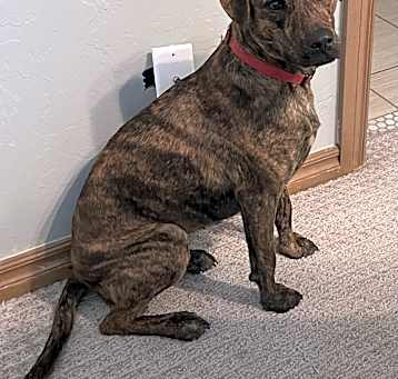Photo of Widget