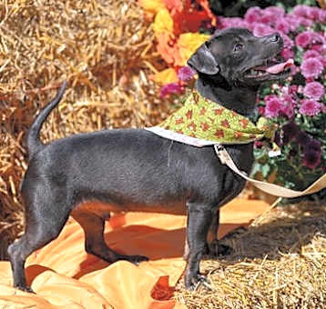 Photo of Lucky