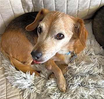 Photo of Doxy