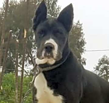 Photo of Odin