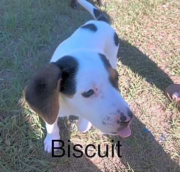 Photo of Biscuit