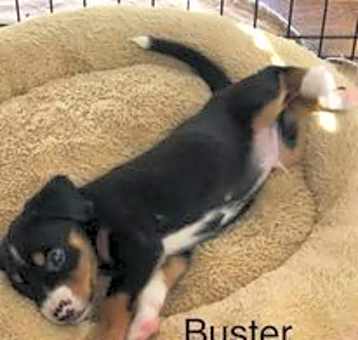 Photo of Buster