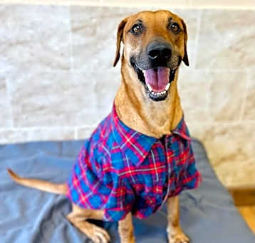 Photo of Benson