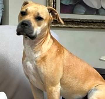 Photo of Talulah (LuLu)
