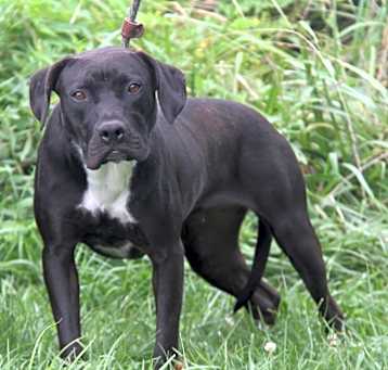 Photo of Veronica (Spayed)