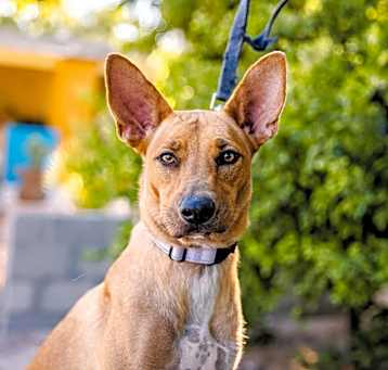 Photo of Mango