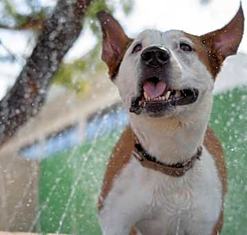Photo of PETEY