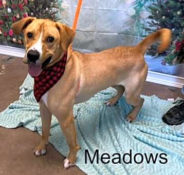 Photo of Meadows