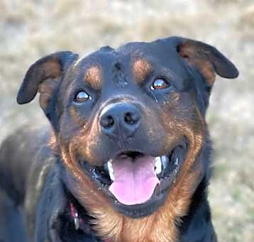 Photo of BEAR (local), sf/jo