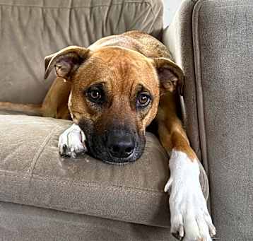 Photo of Winston - AVAILABLE