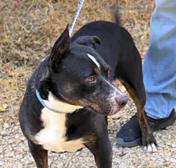 Photo of Brutus
