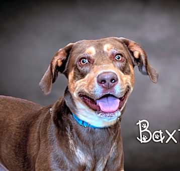 Photo of Baxter