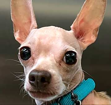 Photo of Bubba