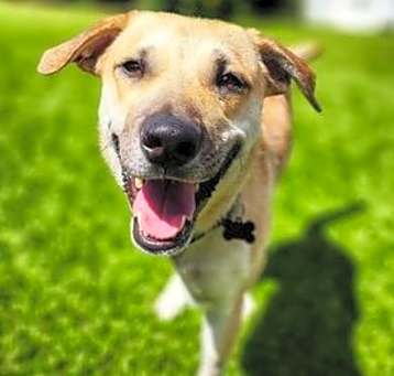 Photo of Levi (Tri-pawed)