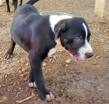 Photo of Sampson