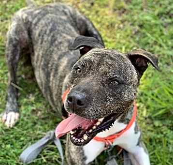 Photo of Hector