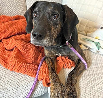 Photo of Scout