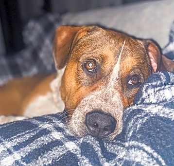 Photo of Arlo