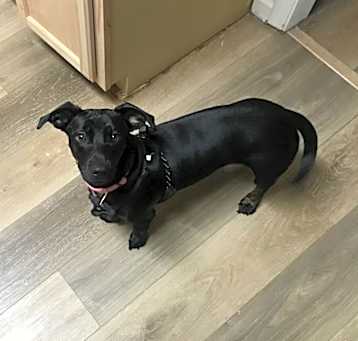 Photo of Peanut 