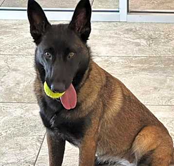 Photo of Cora - Located in San Antonio, TX