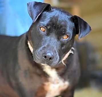 Photo of Roxy (Trinity)