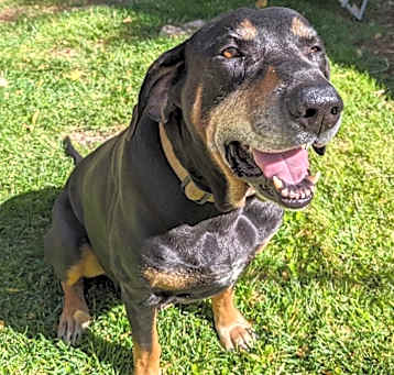 Photo of Sir Duke