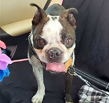 Photo of Boyd (aka Loki; Adoption Pending)