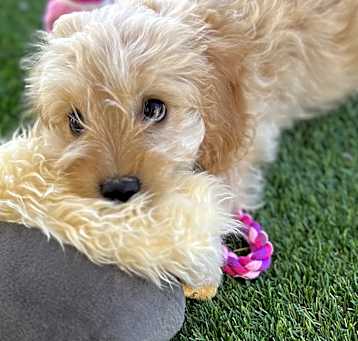 Photo of Izzy