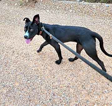 Photo of Gator