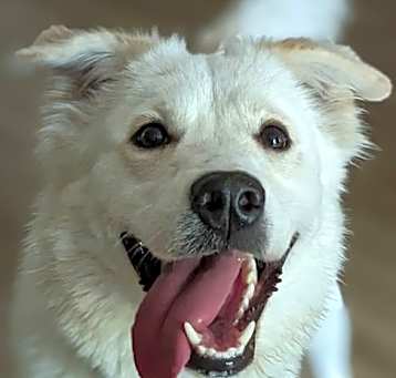 Photo of Juniper