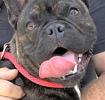 Photo of Loki