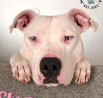 Photo of Elsa
