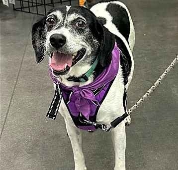 Photo of Sadie *Temporary Foster Home Needed 05/24-06/11*
