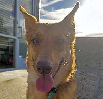 Photo of Savannah
