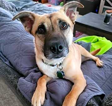 Photo of Callie