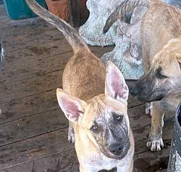 Photo of Tiki