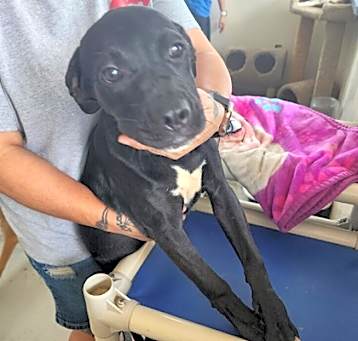 Photo of Pup13