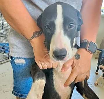 Photo of Pup11
