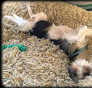 Photo of Teddy